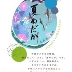 夏めだか in肱川かわびらき  🏞 - 地域/お祭り