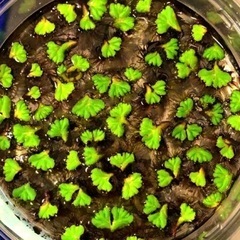 メダカの水草2種セット☘準絶滅危惧種イチョウウキゴケ☘️大量100株❗️❗️の画像