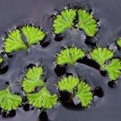メダカの水草2種セット☘準絶滅危惧種イチョウウキゴケ☘️大量100株❗️❗️の画像