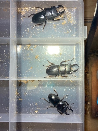 埼玉県北部産　天然ヒラタクワガタ2ペア
