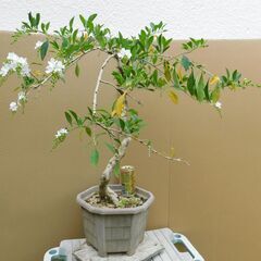 白い花のレンギョウ