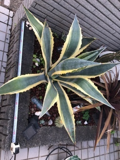 場所確保の為　急募　破格　アガベ　アメリカーナ　バリエガータ　黄覆輪　斑入り　親株　大株　特大株