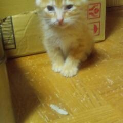 茶トラさん　　　飼主不在確認済み