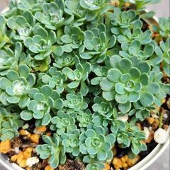 ☆多肉植物　ローズセダム　10カット