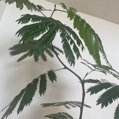 室内 観葉植物_エバーフレッシュの画像
