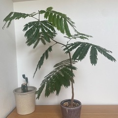 室内 観葉植物_エバーフレッシュ