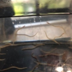 ウナギ　古代魚　鰻　ニホンウナギ　熱帯魚　うなぎ　淡水魚　日本淡水魚の画像