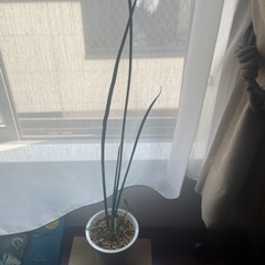 室内 観葉植物_サンスベリア