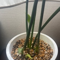 室内 観葉植物_サンスベリアの画像