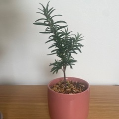 ローズマリー　鉢ごと