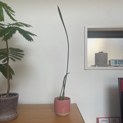 室内 観葉植物_サンスベリア