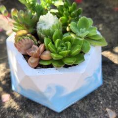 多肉植物寄せ植え🌿セメント鉢(青マーブル)