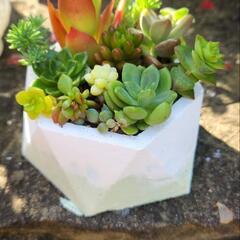 多肉植物+セメント鉢グリーンマーブル