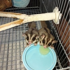 フクロモモンガ