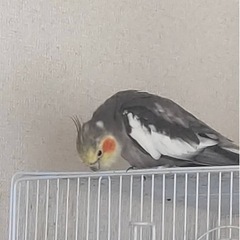 【オカメインコ】ノーマル5才