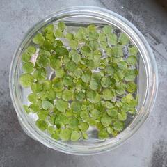 水草　浮き草20株（無農薬）メダカ、ミナミヌマエビなどに
