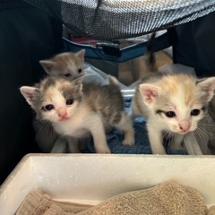 保護猫