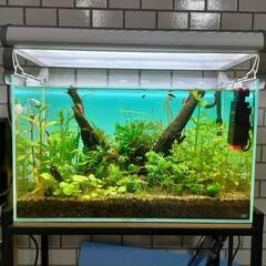 【水槽関連】60cm水槽用ライト