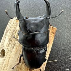 ◇ご商談中です◇　☆能勢YG血統オオクワガタ成虫ペア83.0mm...