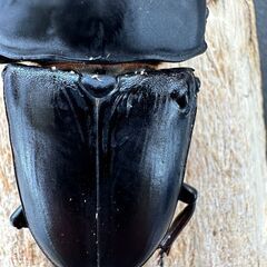 ◇ご商談中です◇　☆能勢YG血統オオクワガタ成虫ペア83.0mm&54.2mm☆の画像