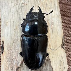 ◇ご商談中です◇　☆能勢YG血統オオクワガタ成虫ペア83.0mm&54.2mm☆の画像