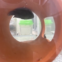 オヤニラミ