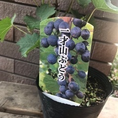 山葡萄 山ぶどう 43 籠 古物 ヴィンテージ ビンテージ - バッグ