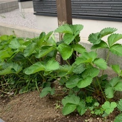 宝交早生　いちご苗