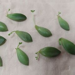 多肉発根済み１０粒