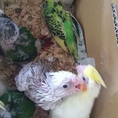 今月はオカメインコ雛は２５，０００円