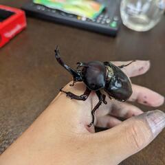 国産カブトムシ ペア