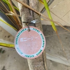 観葉植物　ポニーテールの画像