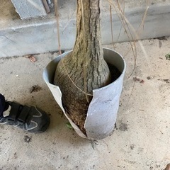 観葉植物　ポニーテールの画像