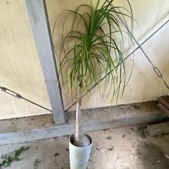 観葉植物　ポニーテール