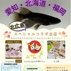 改良メダカガールズフェス北海道 - 地域/お祭り