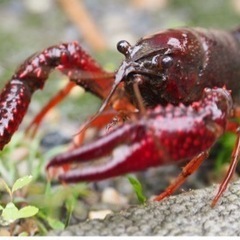 ザリガニ🦞がたくさんいる場所　教えてください