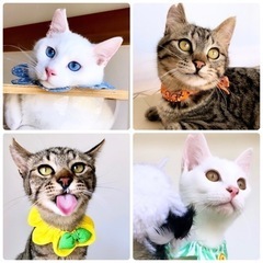 5/26(日)柏市:保護猫カフェde譲渡会
