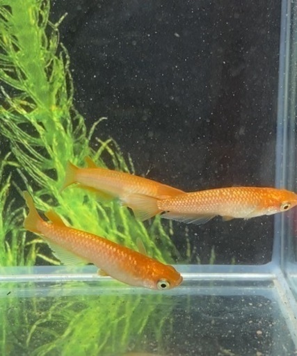 メダカ 紅華キッシング 1ペア