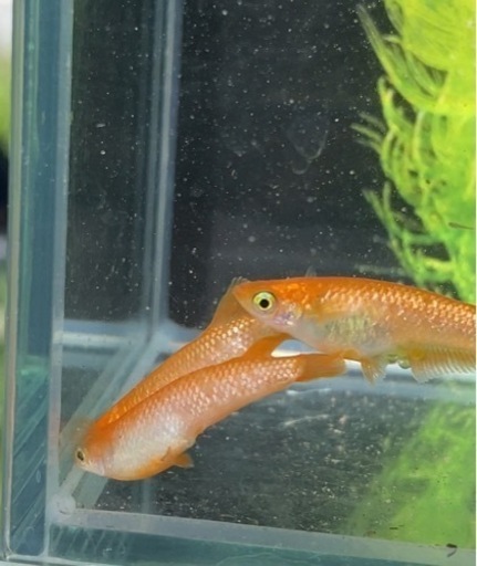 メダカ 紅華キッシング 1ペア