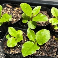 (終了済)オカワカメの苗 5ポット 雲南百薬　野菜の苗　健康野菜 