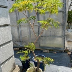エバーフレッシュ　観葉植物