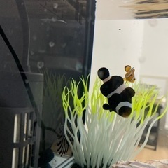 カクレクマノミ3匹
