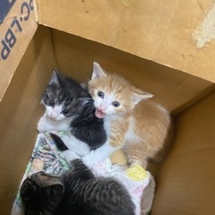 子猫の里親募集中