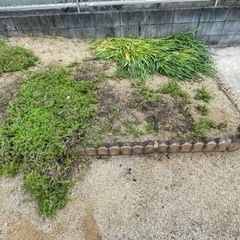 芝桜　　　