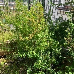 ユキヤナギ　春花壇に