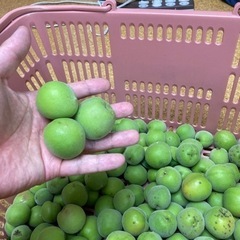 南高梅　1キロ　無農薬