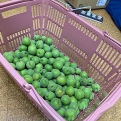 南高梅　1キロ　無農薬の画像