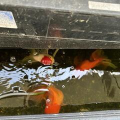 【相談中のため一時受付中止】金魚3～4匹