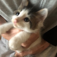 子猫3匹里親募集！