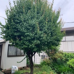 庭の植栽